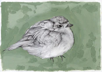 Plump Little Robin, 2012